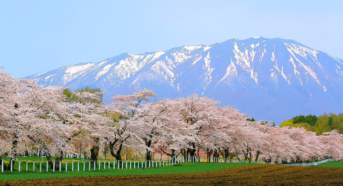 จุดชมซากุระในญี่ปุ่น-โทโฮขุ-ฟาร์มโคอิไว-อิวาเตะ