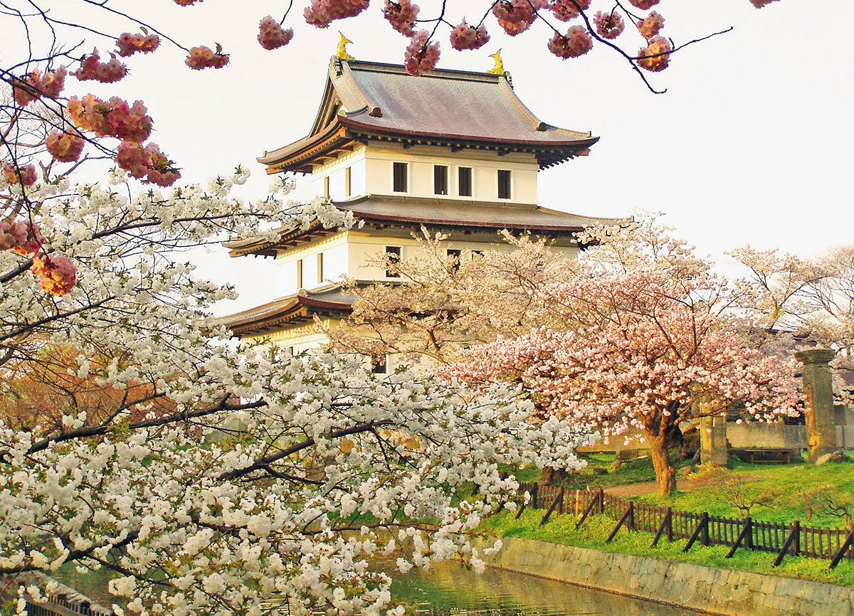 Lihat bunga sakura-Jepun-melihat sakura-Onsen Ryokan Yano