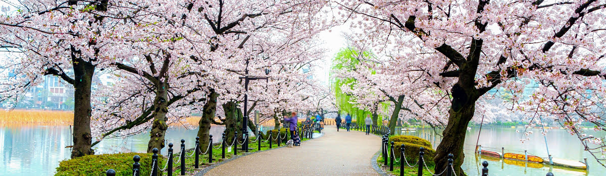 Spring Festivals in Japan: 2019 Cherry Blossom Tour Guide
