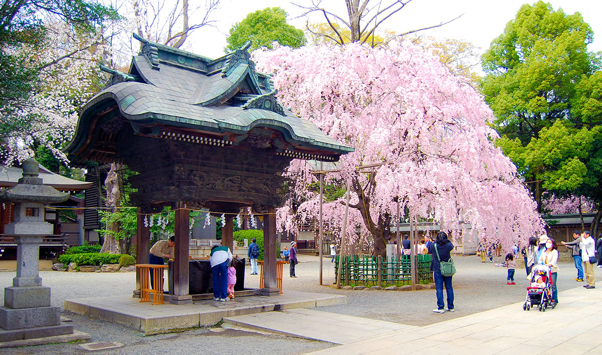 เทศกาลฤดูใบไม้ผลิในญี่ปุ่น-เทศกาลคุรายามิ-ศาลเจ้าโอคุนิทะมะ-โตเกียว