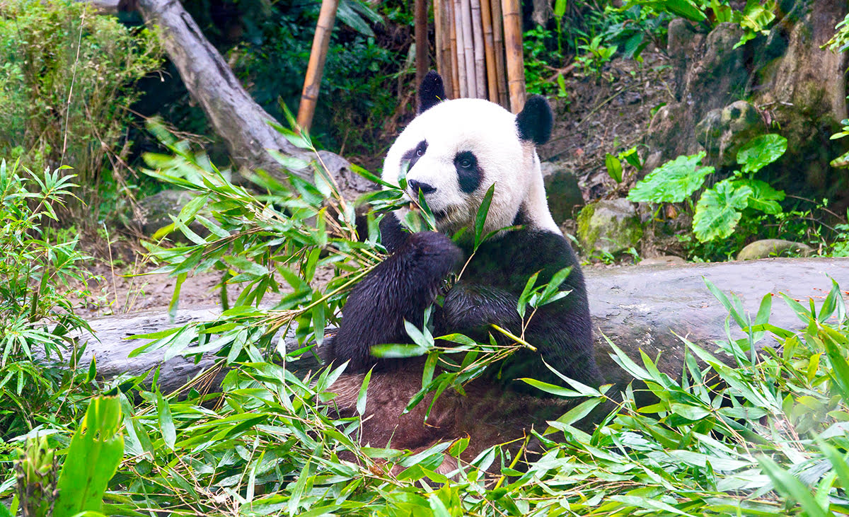 Zhongshan-Taipei-things to do-Taipei Zoo