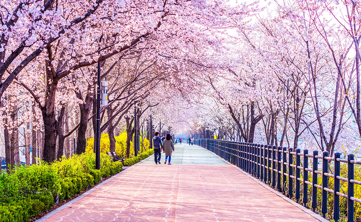 서울 여행 팁-한국-벚꽃-가을 단풍 투어
