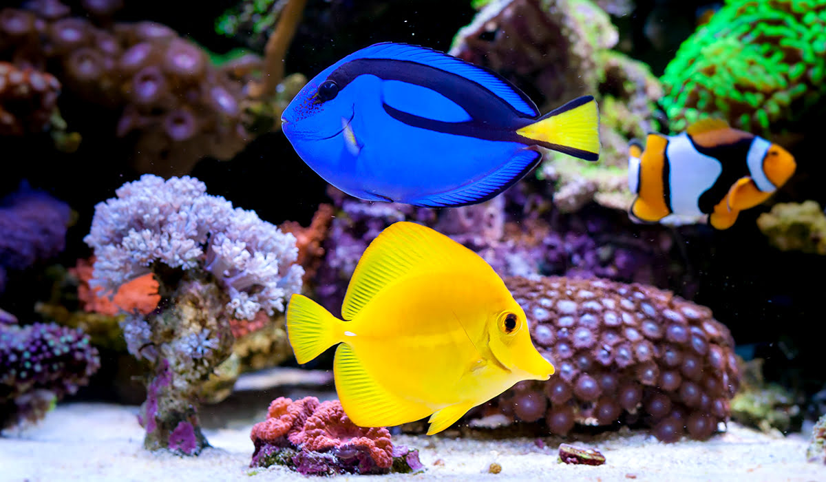 Things to do in Jeddah-Saudi Arabia-Fakieh Aquarium