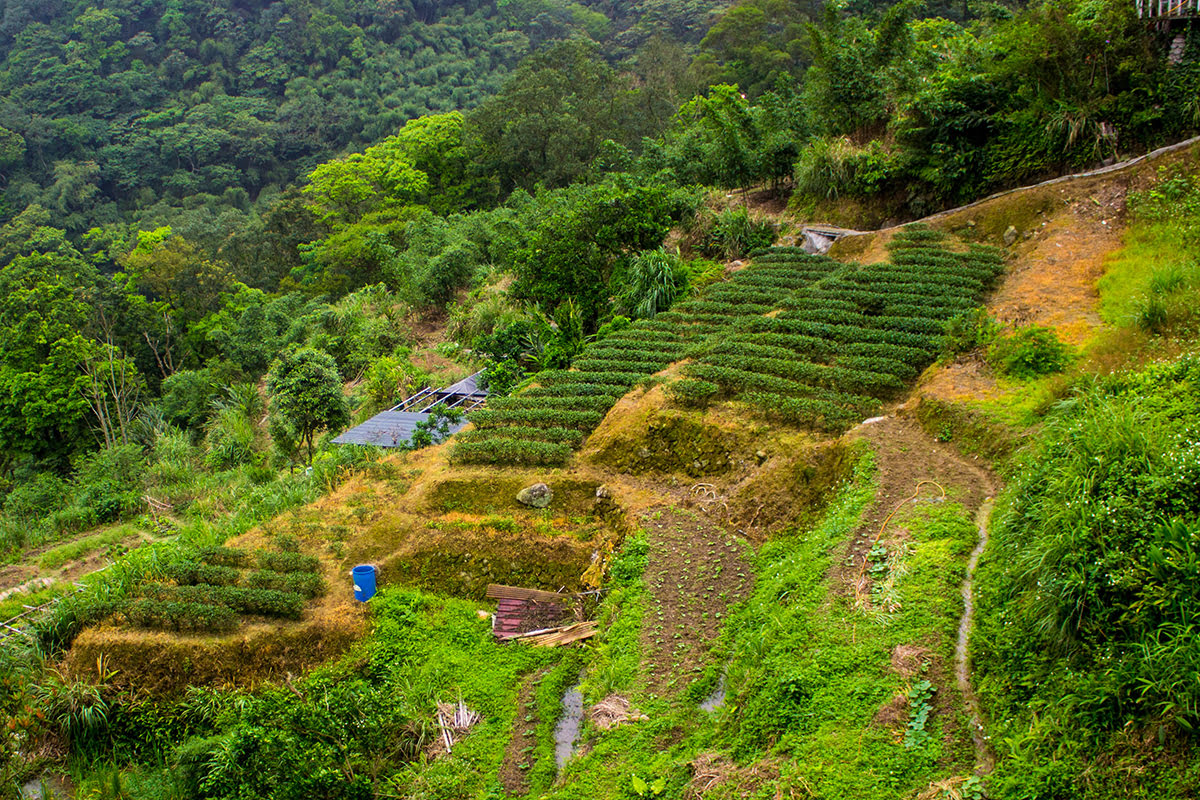 Things to do in Taipei-Taiwan-Maokong Plantations