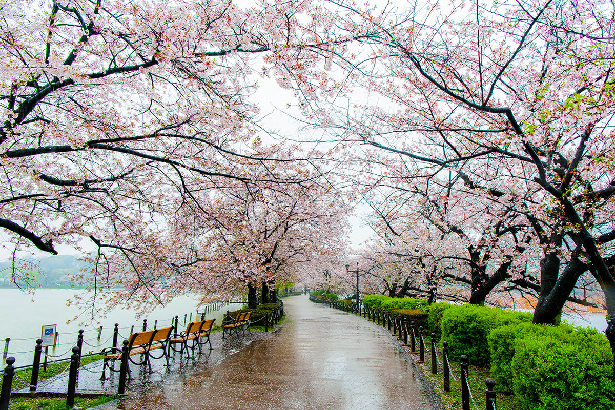 things to do-Japan-Ueno Park