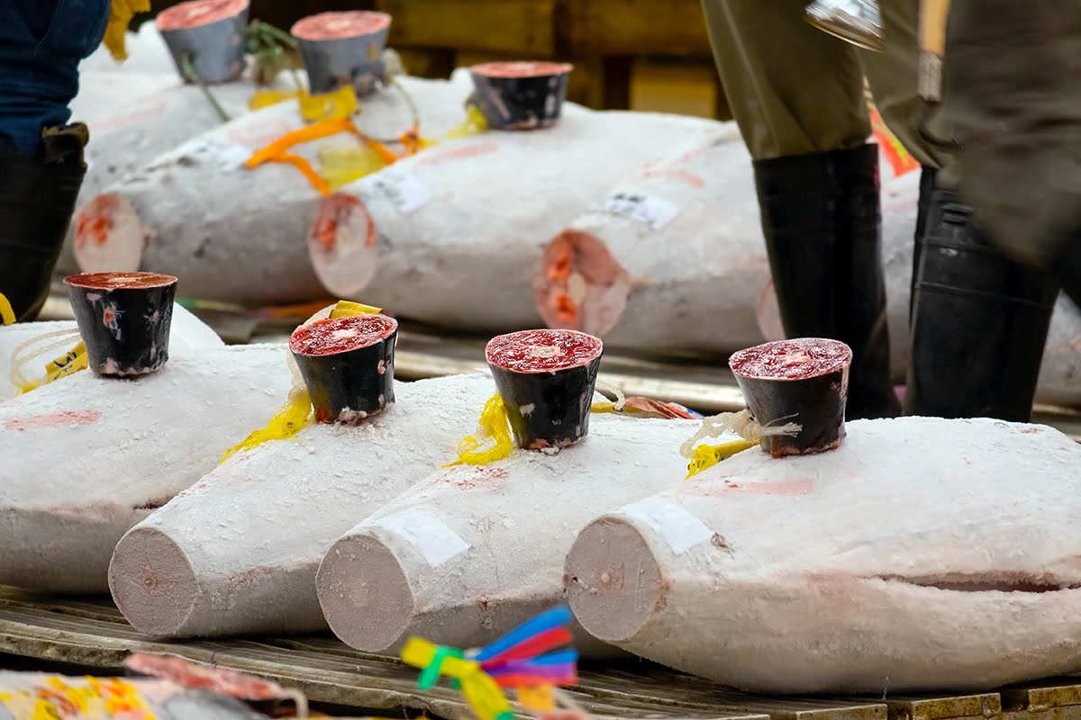 Toyosu Fish Market-Tokyo-tuna auction