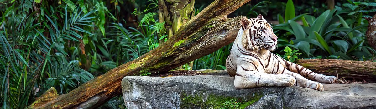 دليل حديقة حيوان سنغافورة: أنشطة مناسبة للعائلات وحدائق ترفيهية