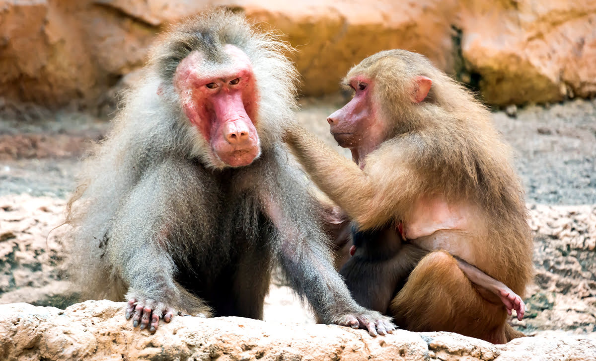 シンガポール動物園-ゾーン