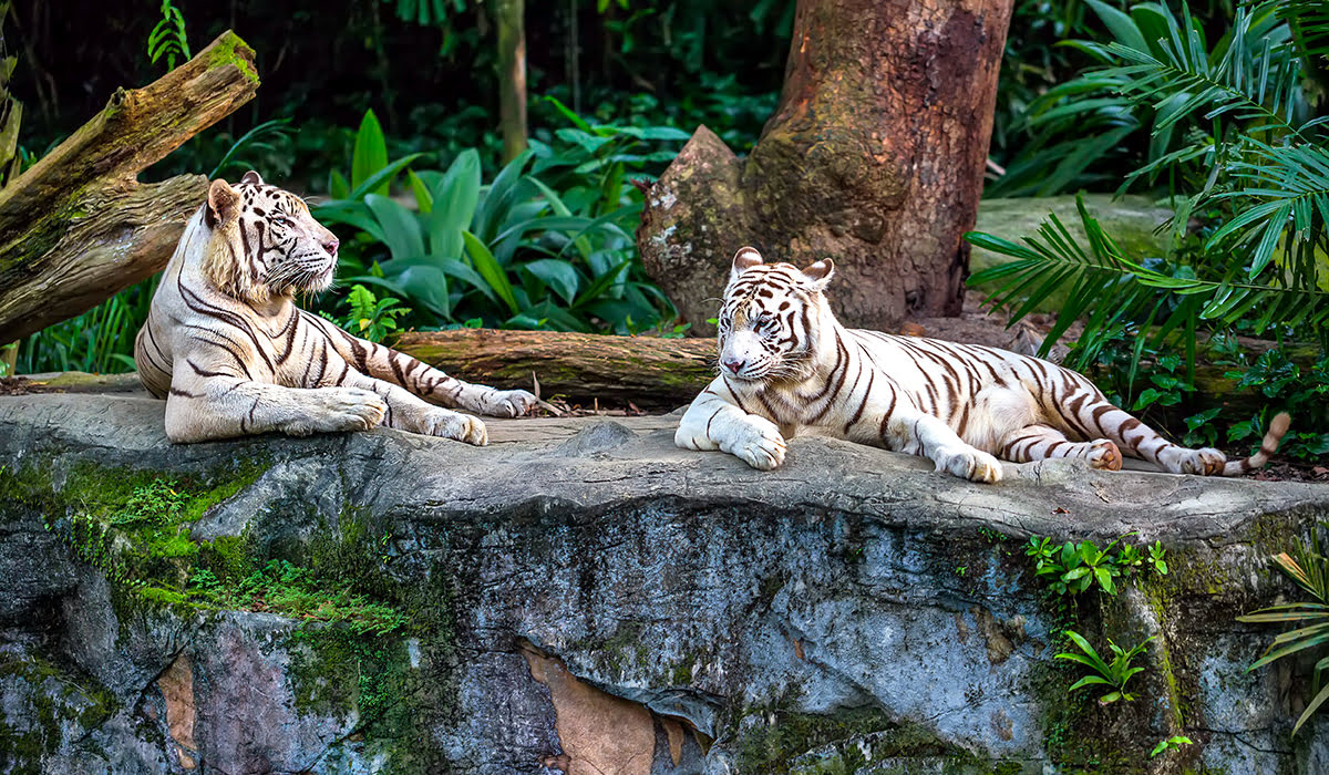 Singapore tourist spots-Singapore Zoo