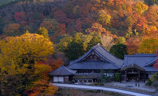 Musim Gugur di Nara | Tempat Menikmati Musim Gugur Merah di Jepang