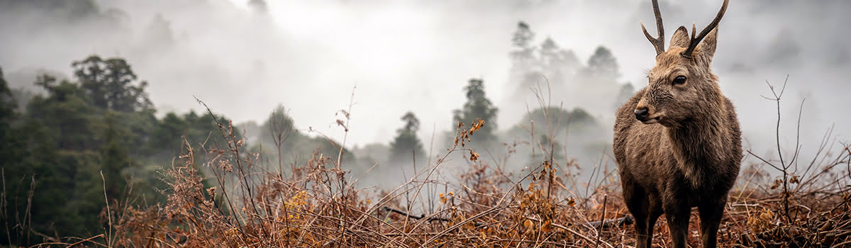 Sites touristiques de Nara | Les meilleurs coins pour des photos dignes d&rsquo;Instagram