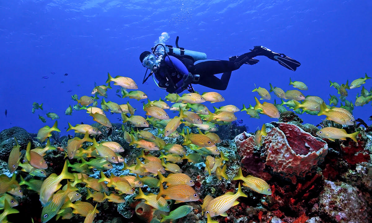 Récif corallien, plongée en apnée