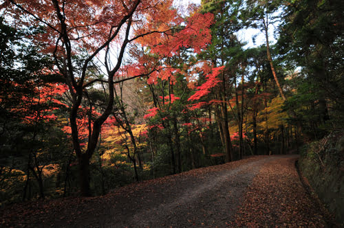 Autumn in Nara-Nara city