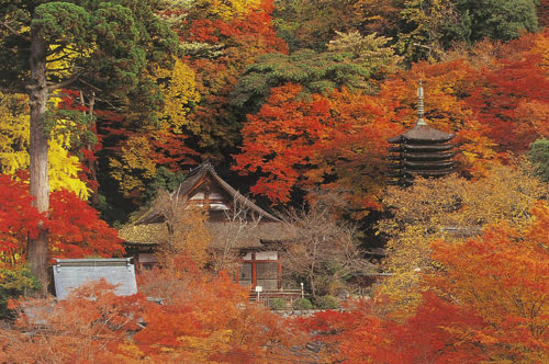 Autumn in Nara-Tanzan Shrine