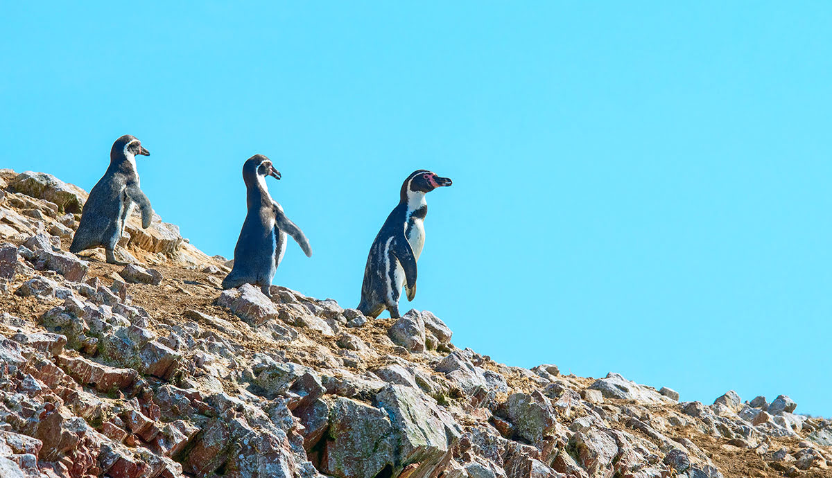 Hiking in Peru-treks-Paracas National Reserve-Ballestas Islands-penguins