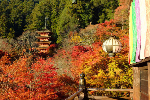 일본 나라-일본 나라 가을 여행-하세데라3