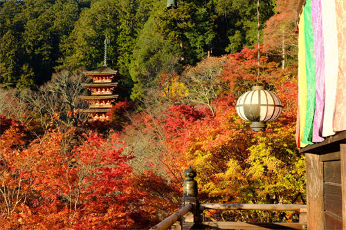 Autumn in Nara-Hasedera Temple3