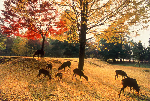일본 나라-일본 나라 가을 여행-나라 공원