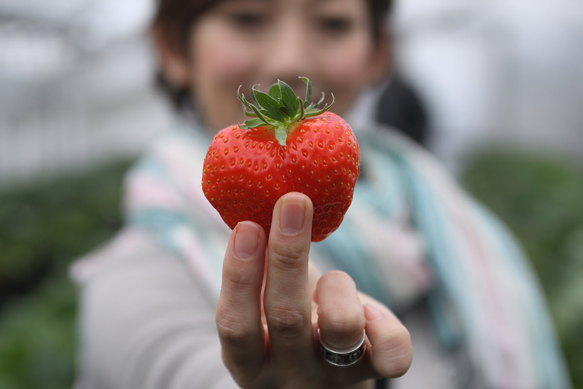 Nara food-Strawberry picking