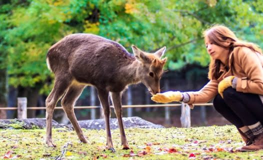 Things to Do in Nara, Japan: Top Cultural Activities & Attractions