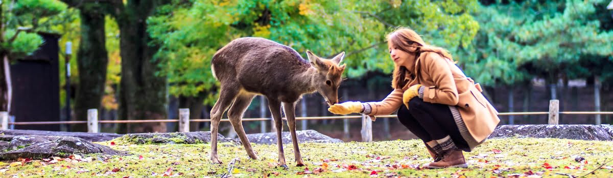 Things to do in Nara-Featured photo-Visitor feeding wild deer in Nara