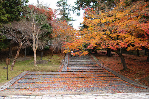 Autumn in Nara-Todaiji Nekodono