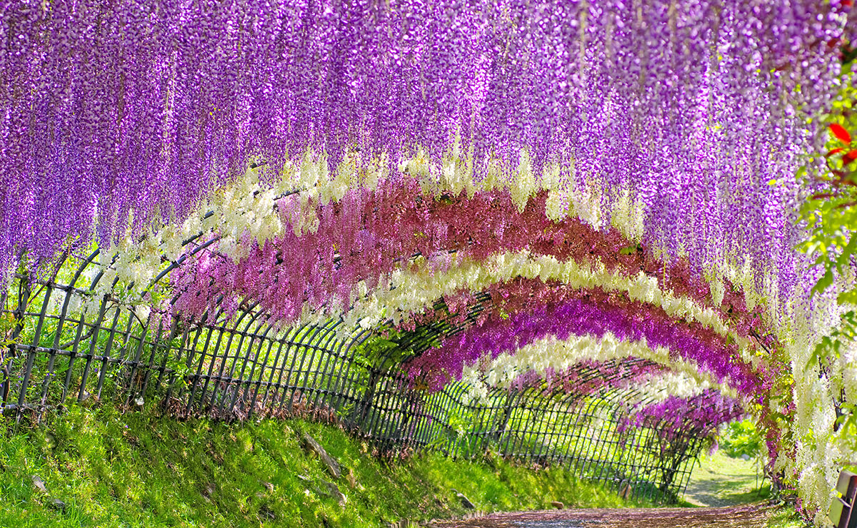 Best time to visit Kyushu-Wisteria Tunnels-Kawachi Wisteria Garden