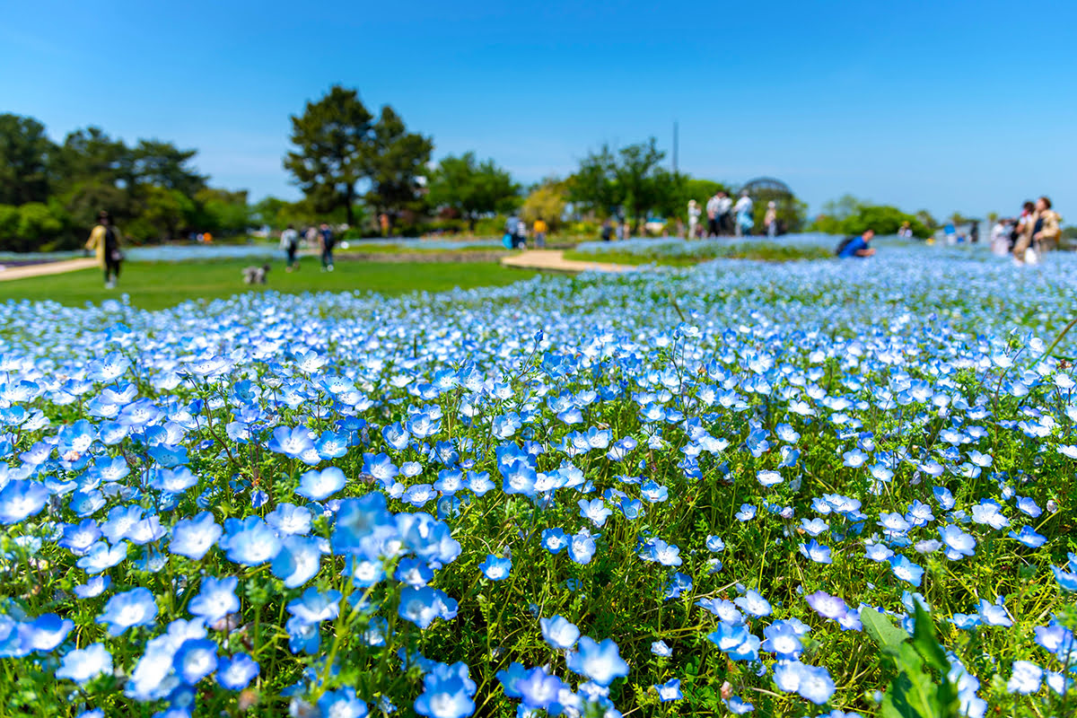 4-day Kyushu itinerary-Japan-repeat visitors-Uminonakamichi Seaside Park