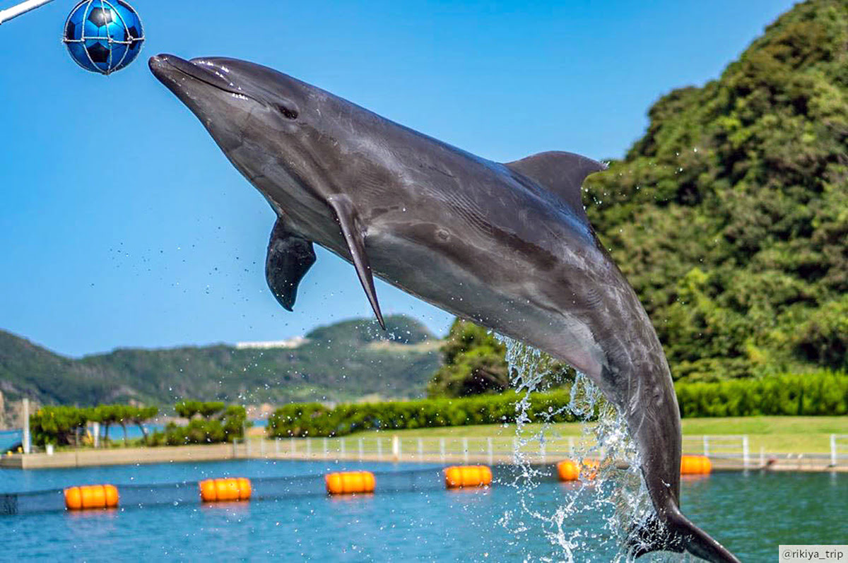 Things to do in Nagasaki-Japan-Dolphin Park-Iki Island