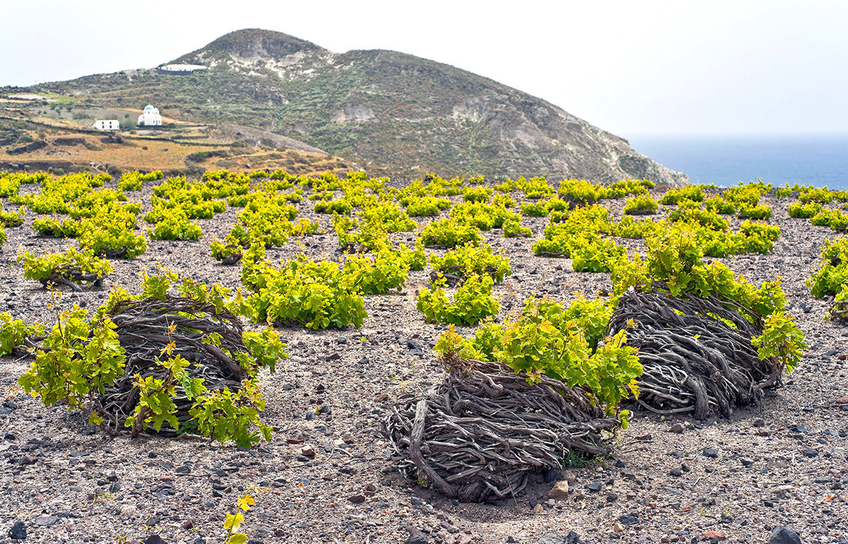 Wine tasting tours-vineyards-wineries-Santorini