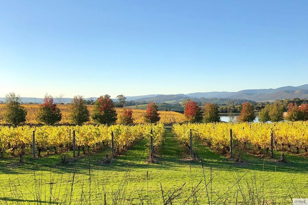 Wine tasting tours-vineyards-wineries-Yarra Valley-TarraWarra Estate-Oakridge Wines