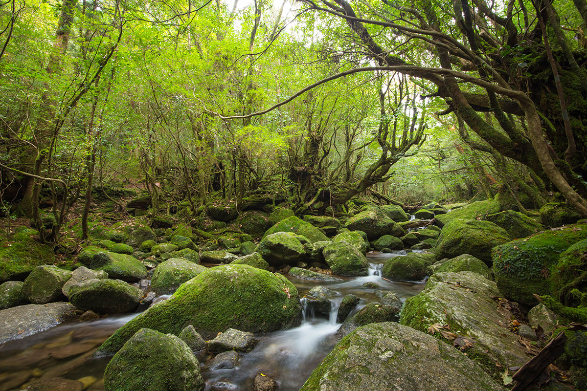 Things to do in Kyushu-Japan-Shiratani Unsuikyo Gorge