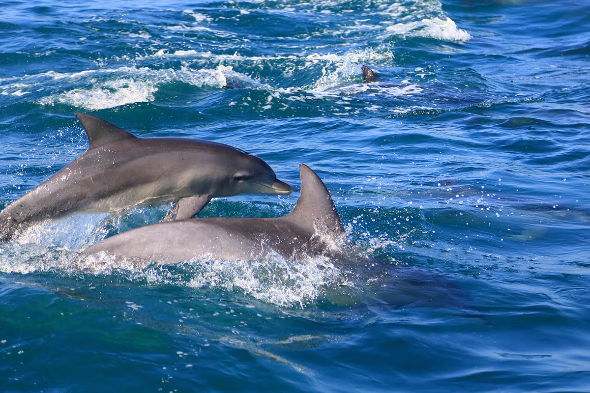 Things to do in Nagasaki-Kyushu-Japan-Amakusa Islands