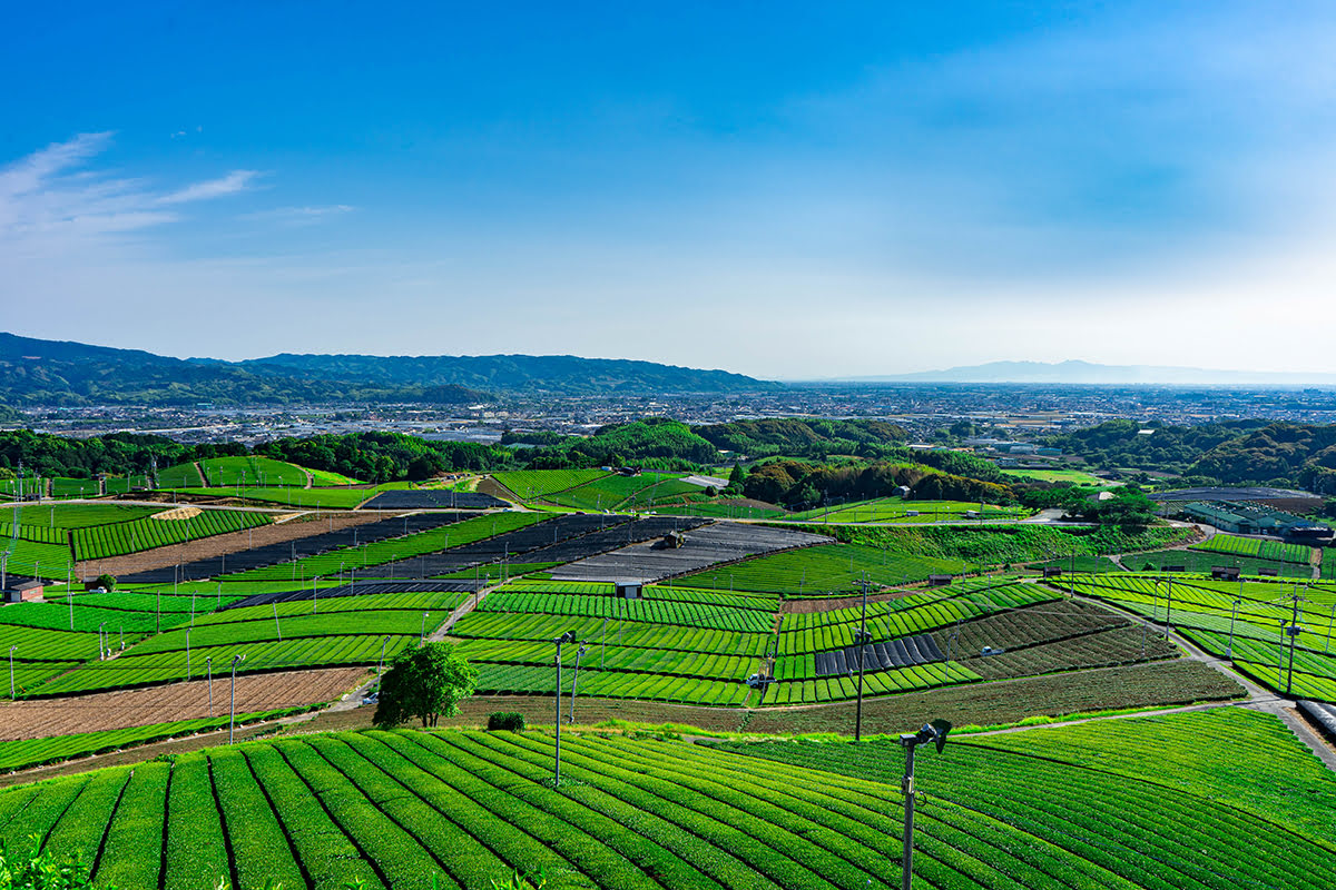 What to buy in Kyushu-Yame tea