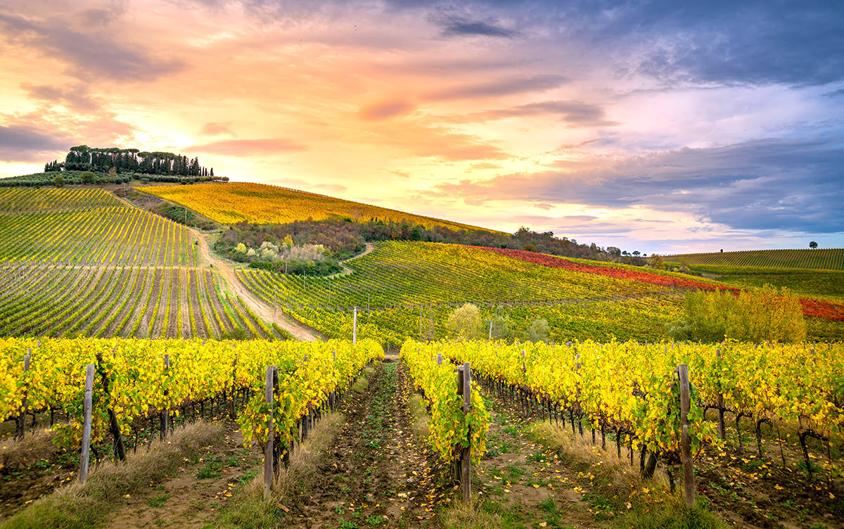 Wine tasting tours-vineyards-wineries-Tuscany