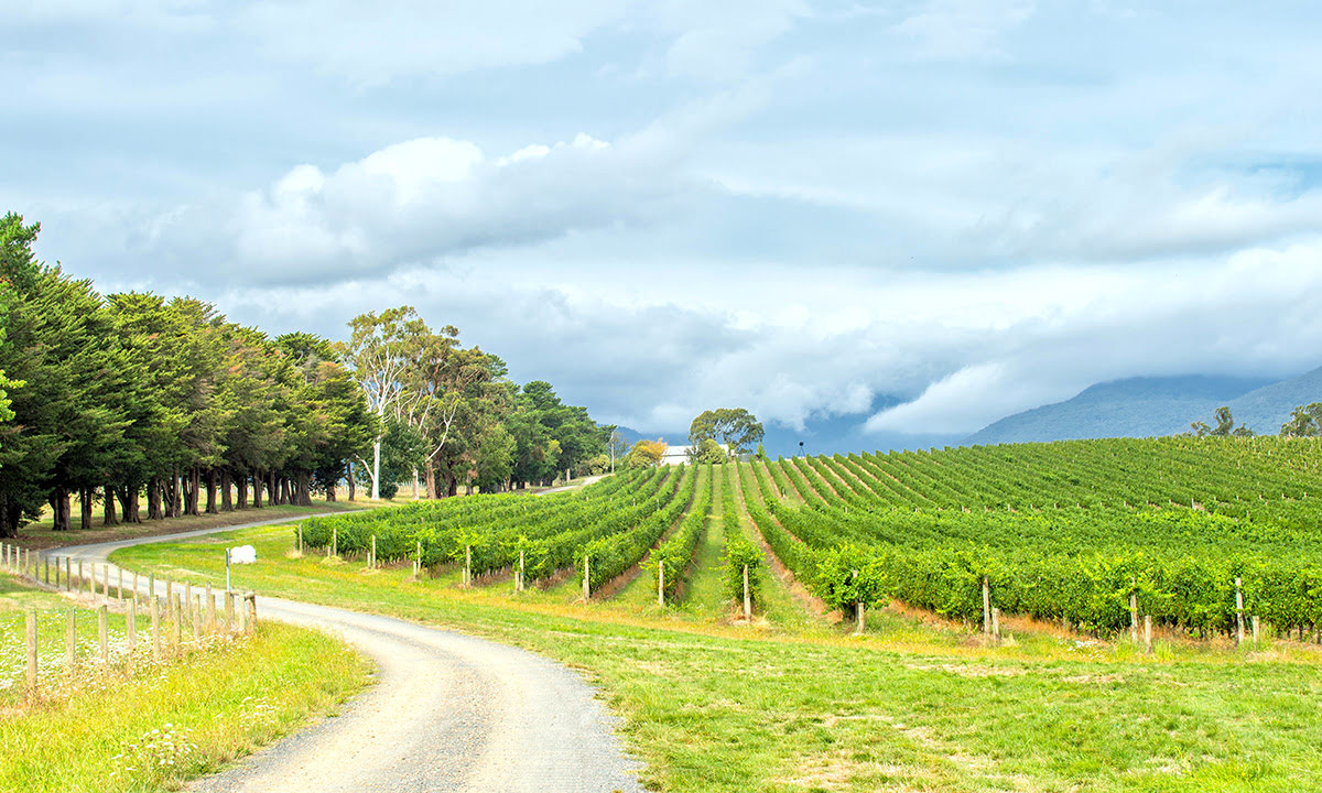 Wine tasting tours-vineyards-wineries-Yarra Valley