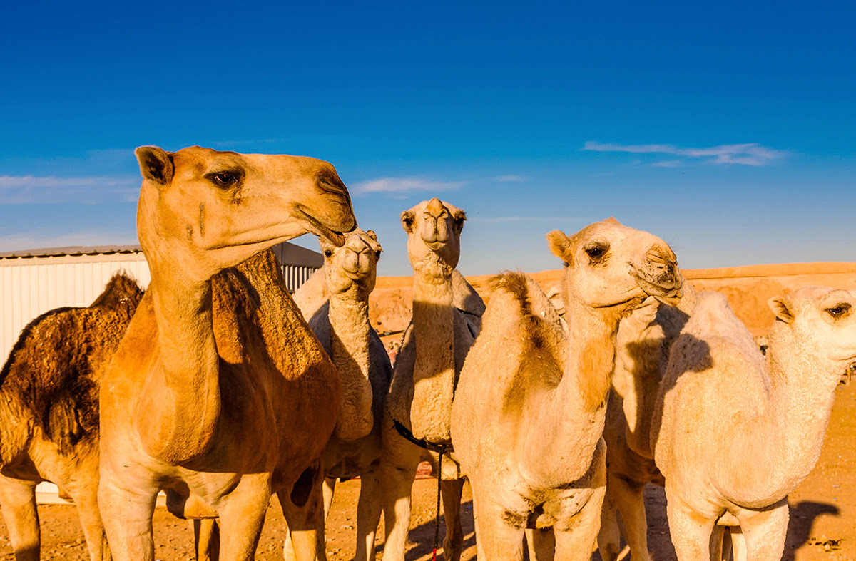 Horse and camel racing in Saudi Arabia-Dahana Desert-Ad Dahna