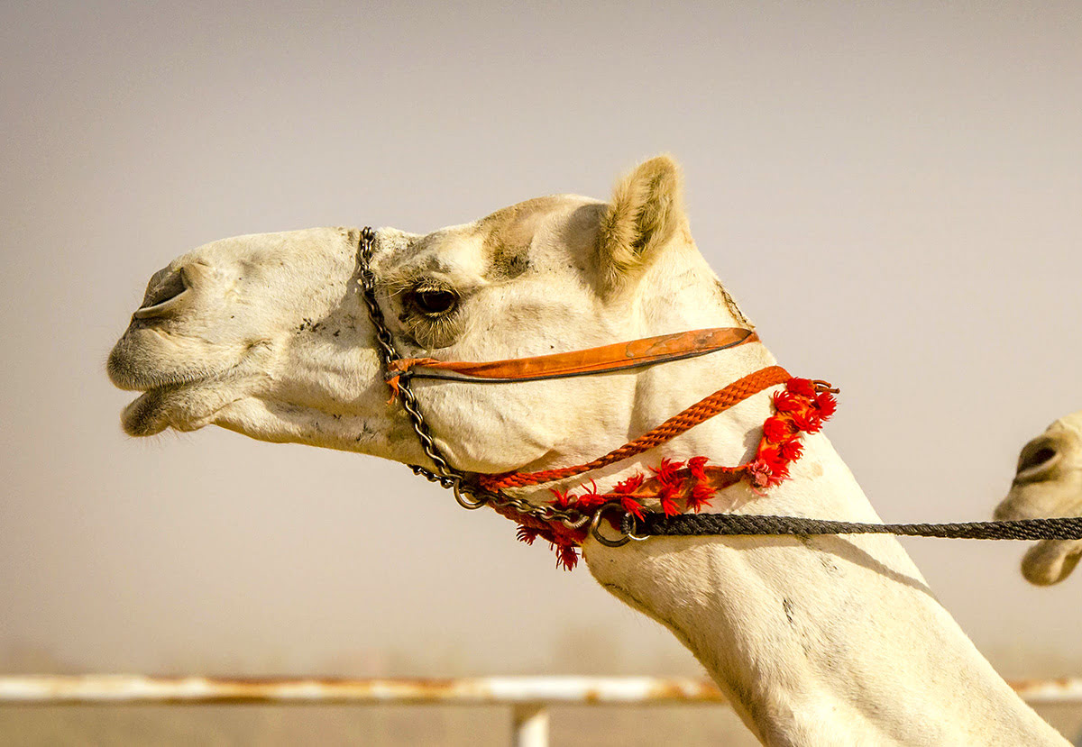 Horse and camel racing in Saudi Arabia-Sharurah