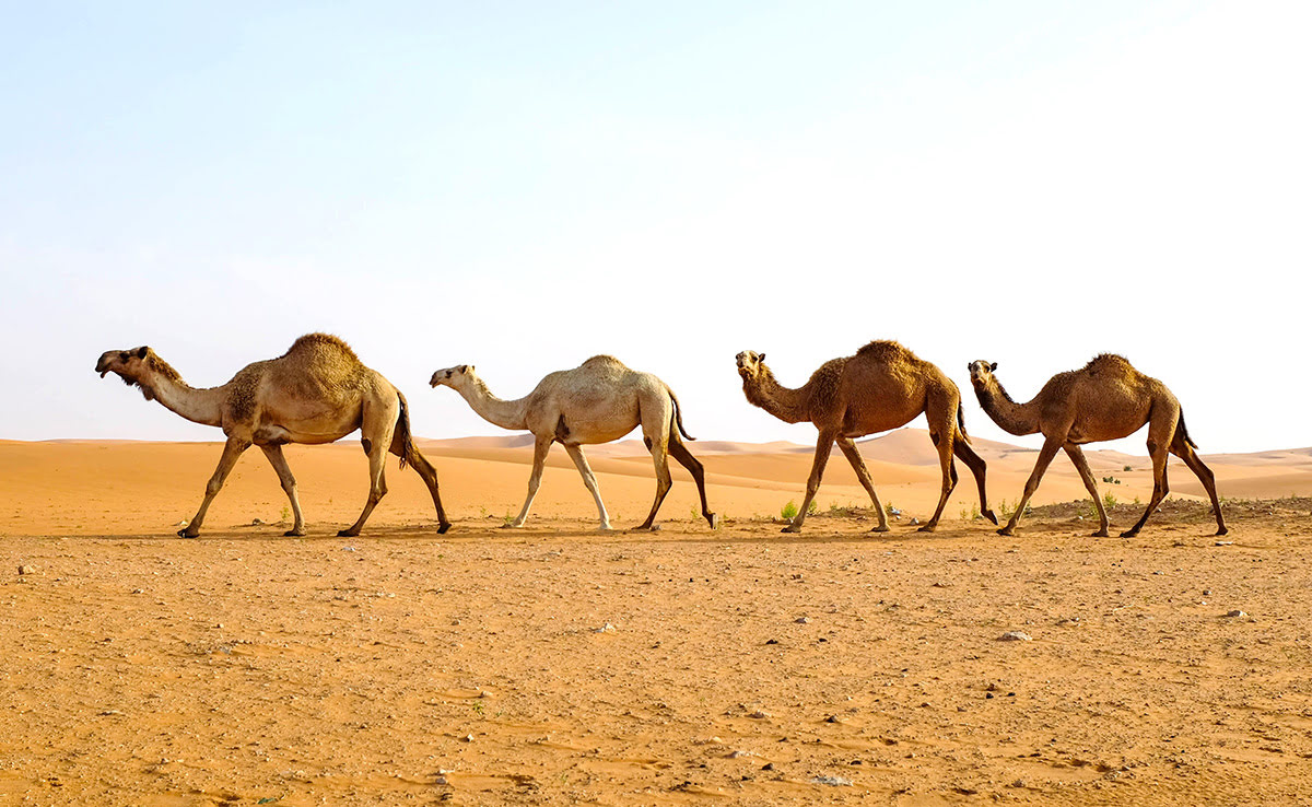 Horse and camel racing in Saudi Arabia-Thumamah National Park
