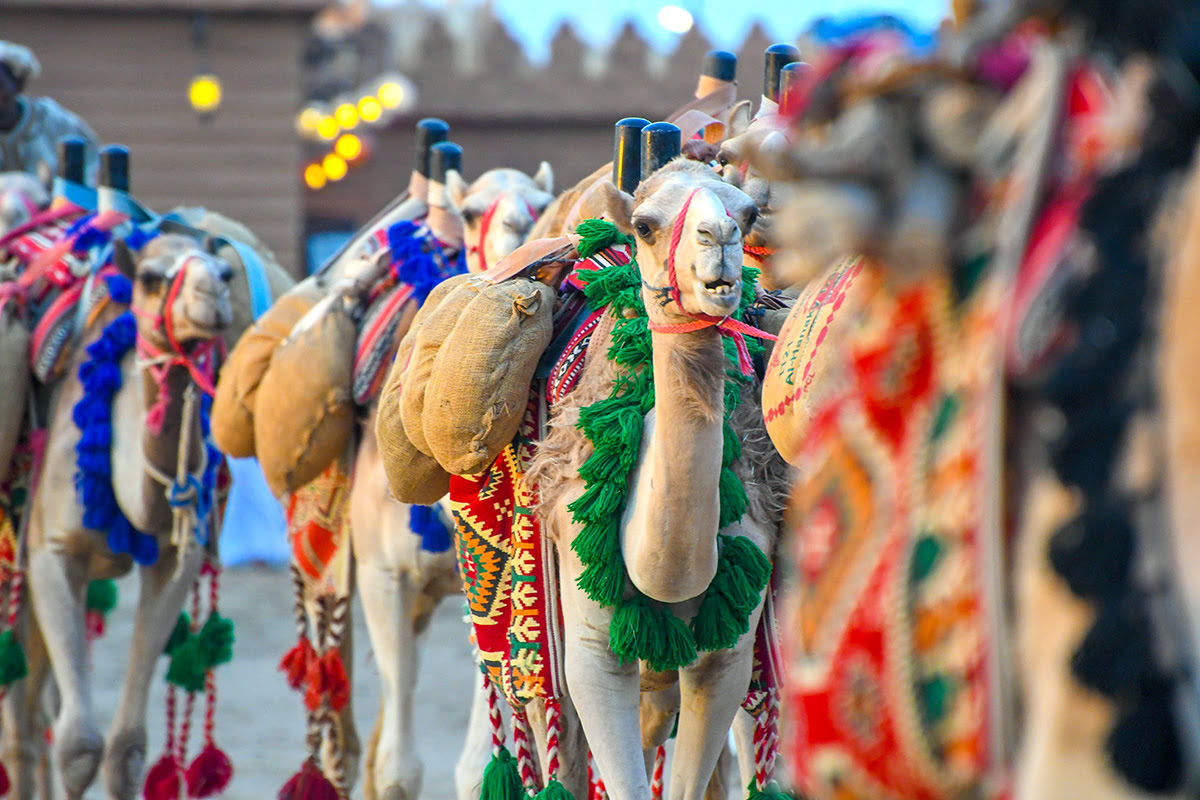 Horse and camel racing in Saudi Arabia-Crown Prince Camel Festival-Souk Okaz Festival