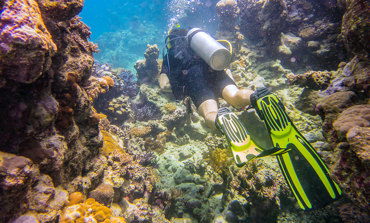 Aktivitas yang bisa dilakukan di Arab Saudi-Menyelam di Laut Merah-Jeddah-Pulau Farasan