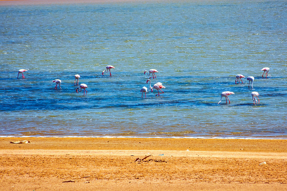 Things to do in Saudi Arabia-flamingos in Jubail