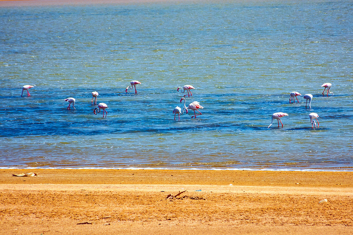 Aktivitas yang bisa dilakukan di Arab Saudi-flamingos di Jubail