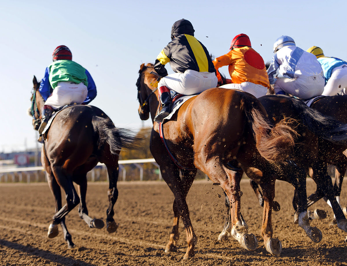 Horse and camel racing in Saudi Arabia-horse race-King Abdulaziz Equestrian Field