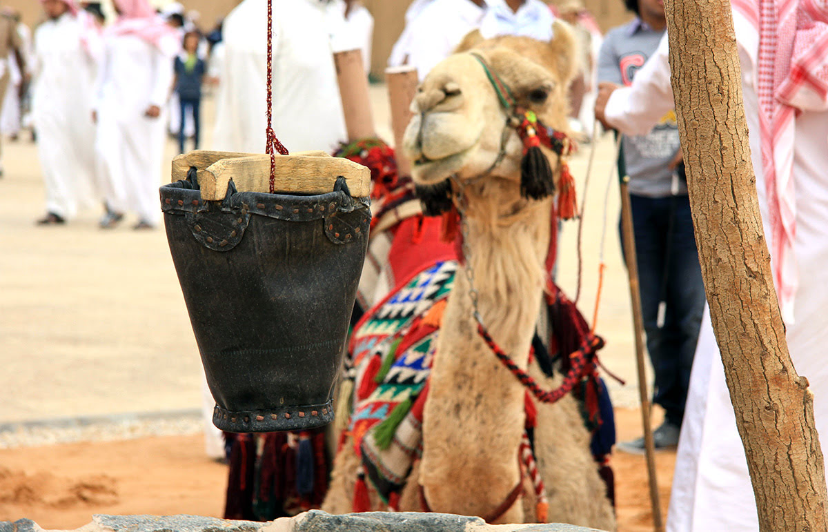 Horse and camel racing in Saudi Arabia-Janadriyah Cultural & Heritage Festival