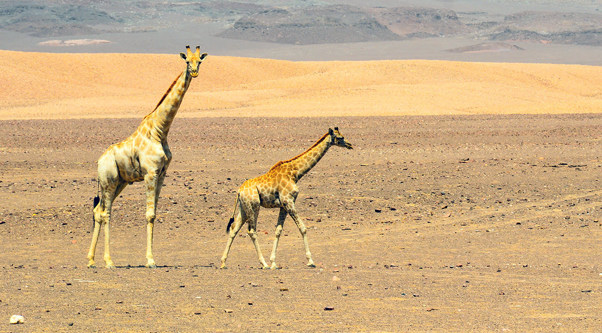 Aktivitas yang bisa dilakukan di Arab Saudi-Taman Margasatwa Nofa-Safari Riyadh