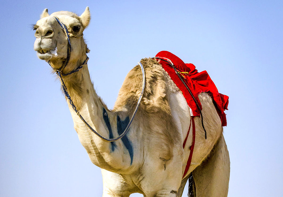 Horse and camel racing in Saudi Arabia-camel close up