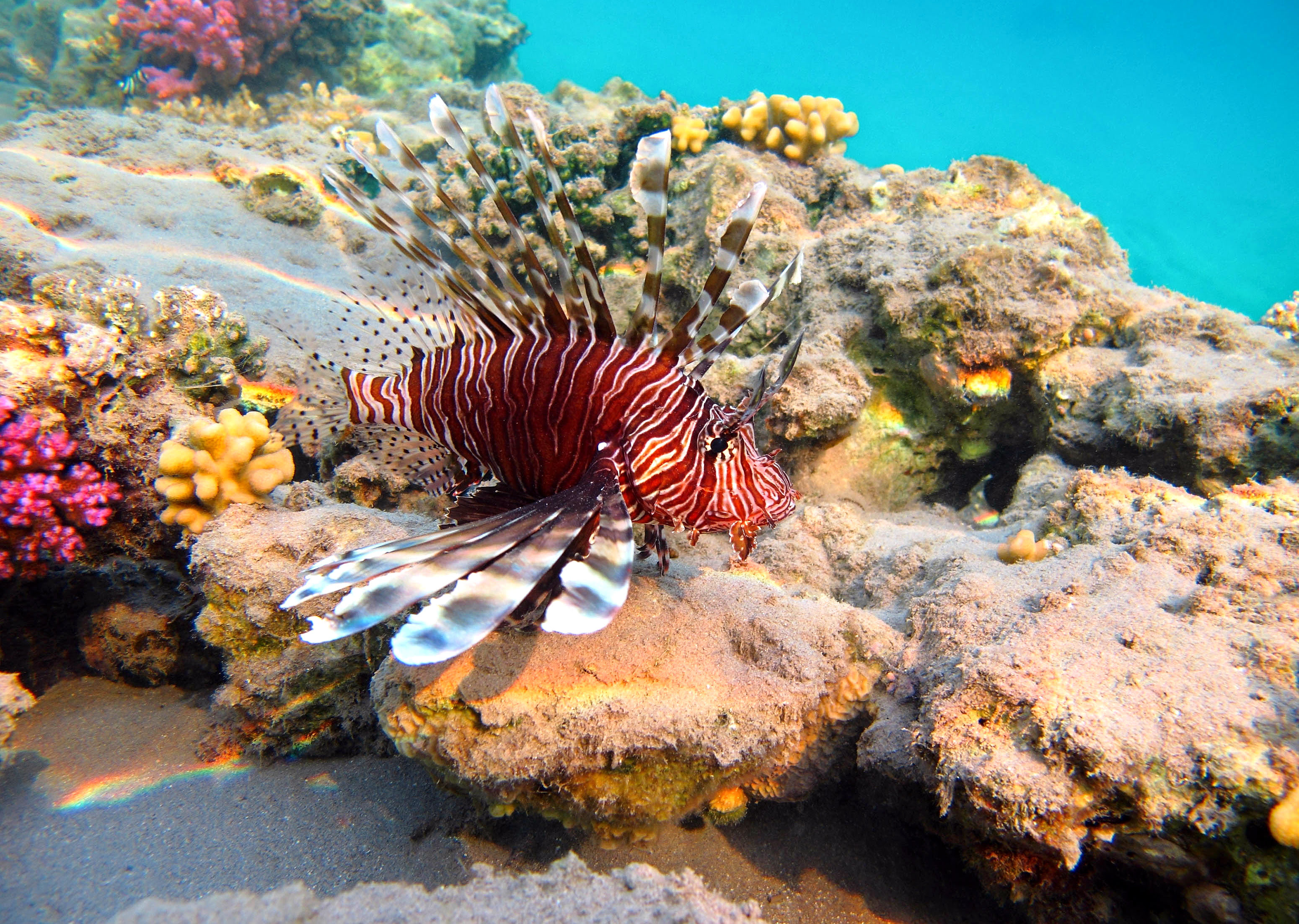 사우디아라비아 다이빙-홍해-페르시안만-붉은 산호-해양생물
