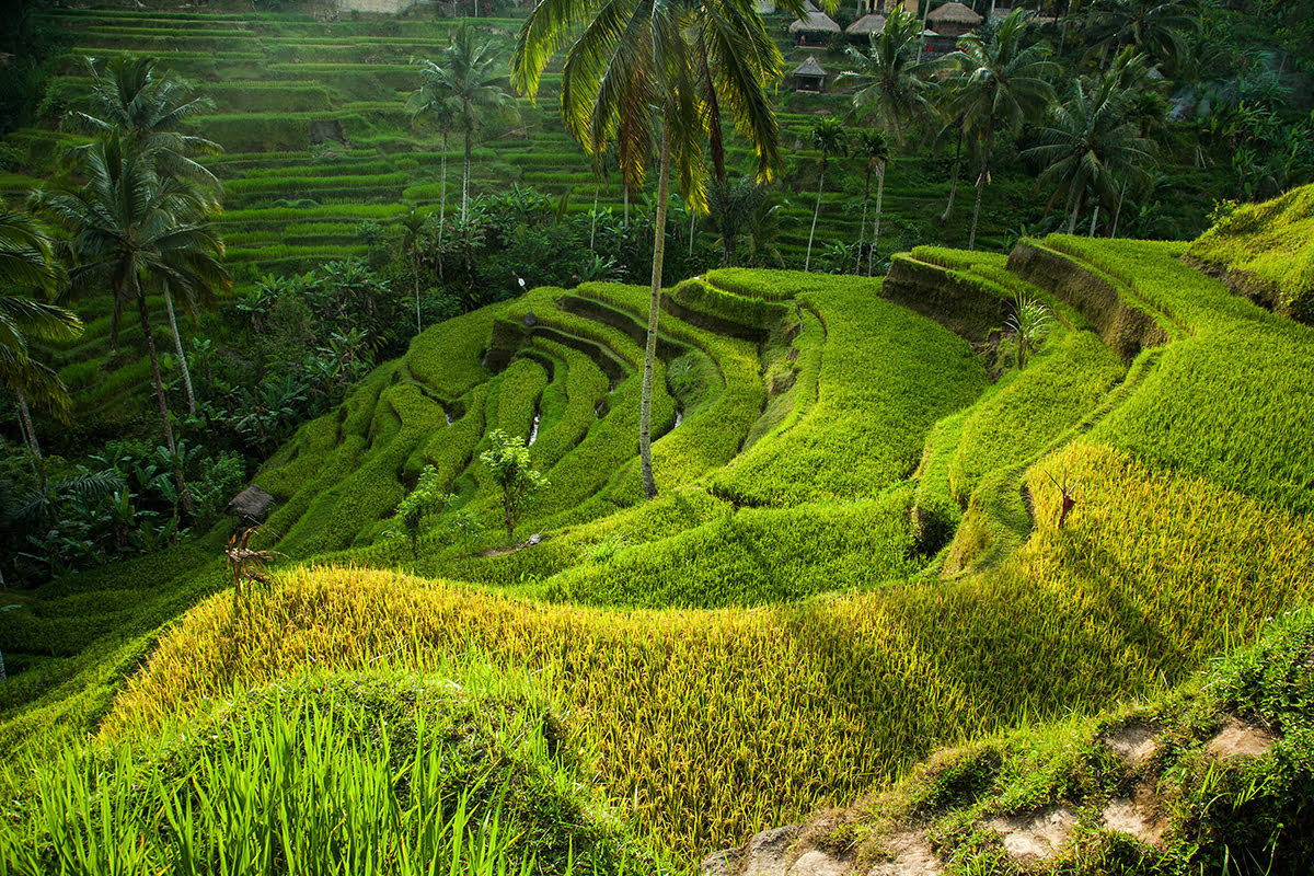 Reisterrasse in Ubud, Bali, Indonesien