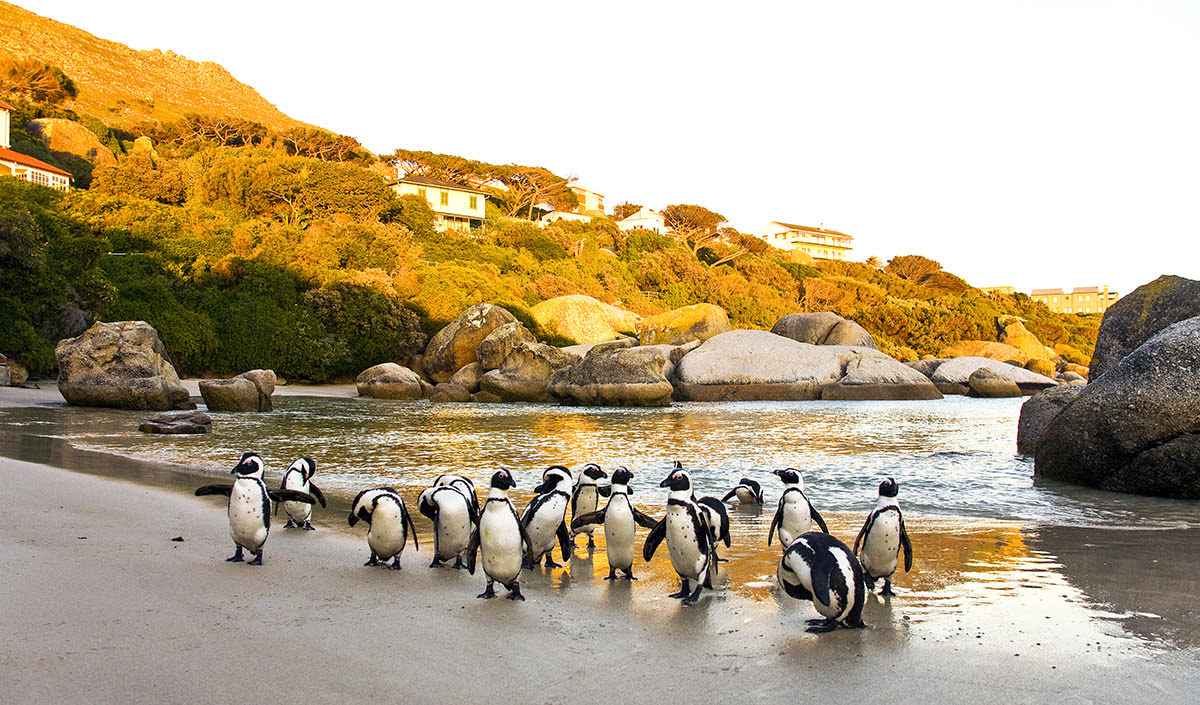 Things to do in Cape Town-Boulders Beach-penguins